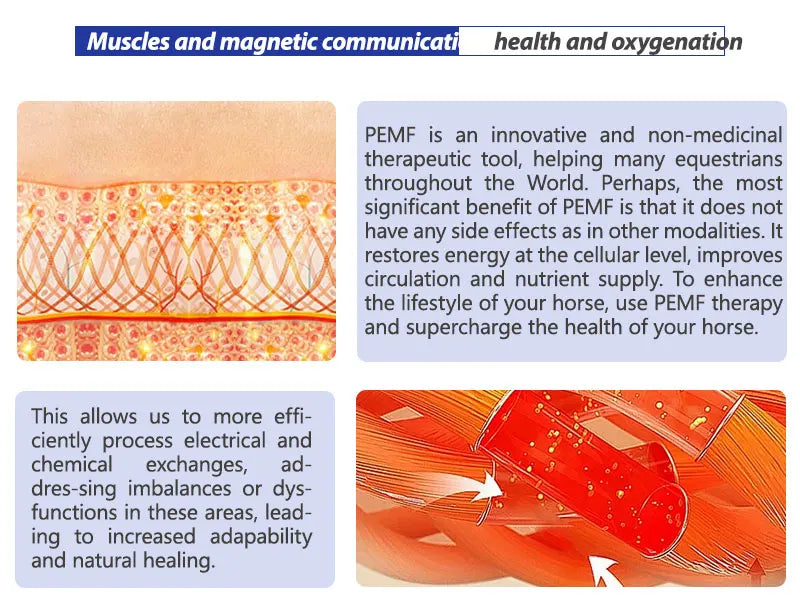 Horse Health Care Veterinary Instrument PEMT PEMF LOOP Magneto Technology for Pain Relief and Bones Repair